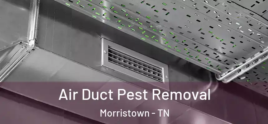 Air Duct Pest Removal Morristown - TN