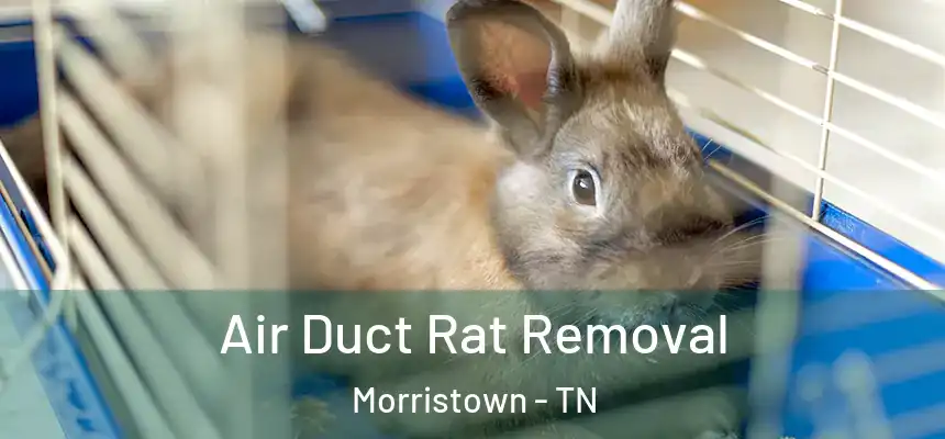 Air Duct Rat Removal Morristown - TN